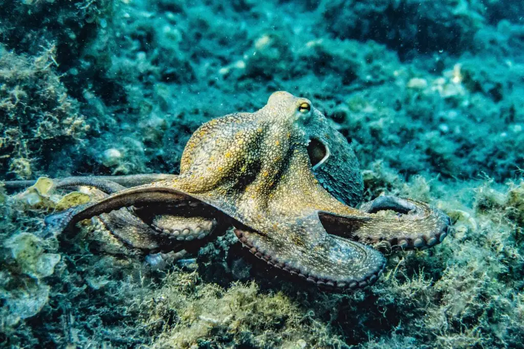 Underwater Octopus - Photo by Pia B at Pexlex
