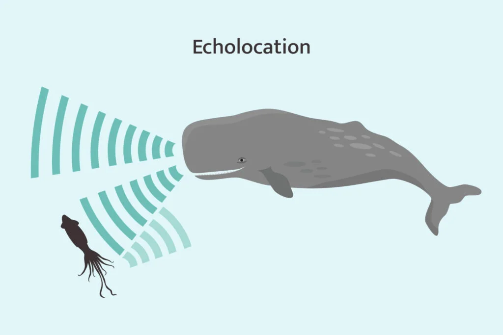 Whale echolocation infographic. Sperm whale using biosonar to locate prey. by istock