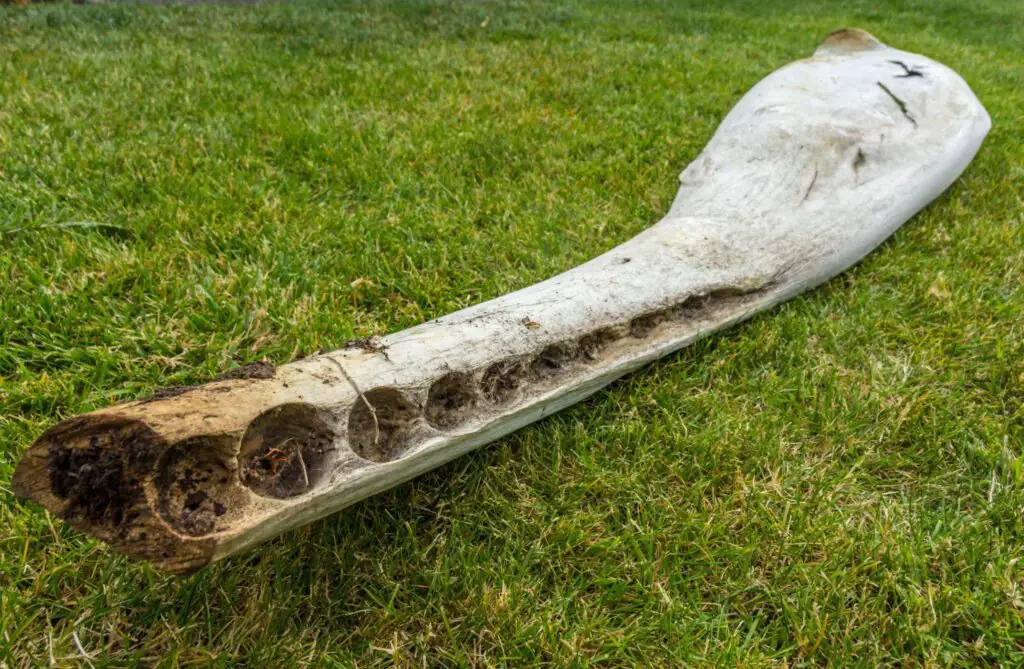Sperm whale jaw bone  - Photo by Istock at Istock
