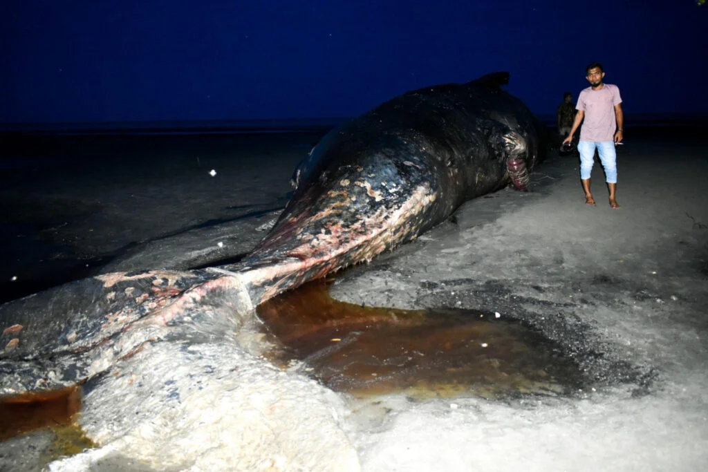  The Giant Sperm Whale that Stranded on the Coast of East Aceh - Photo by Istock at Istock
