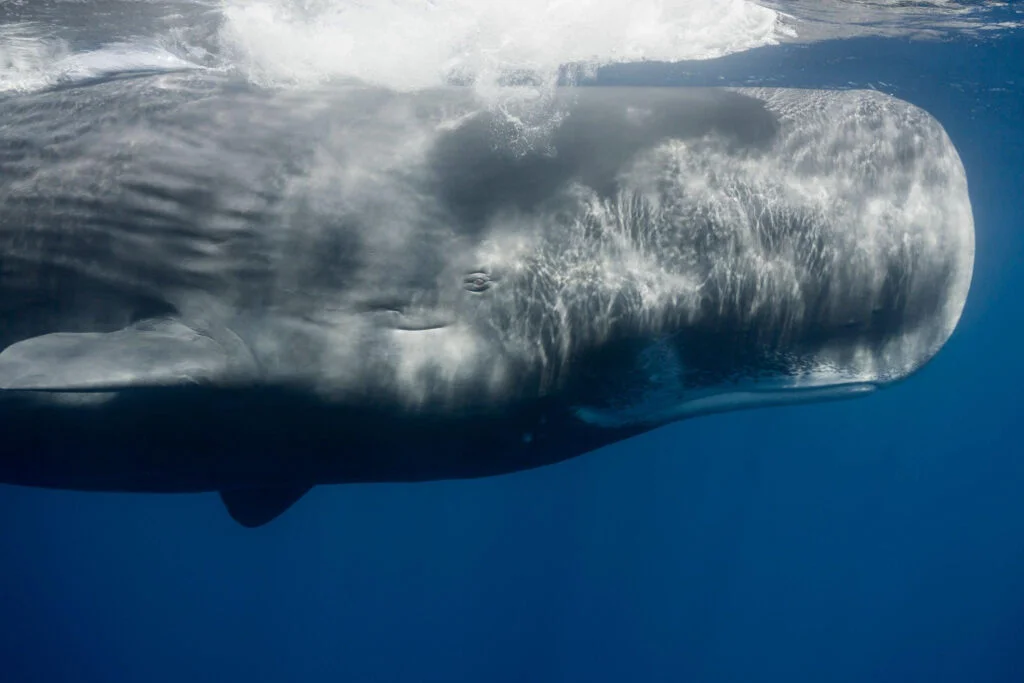 Sperm Whale photo- by Istock at Istock