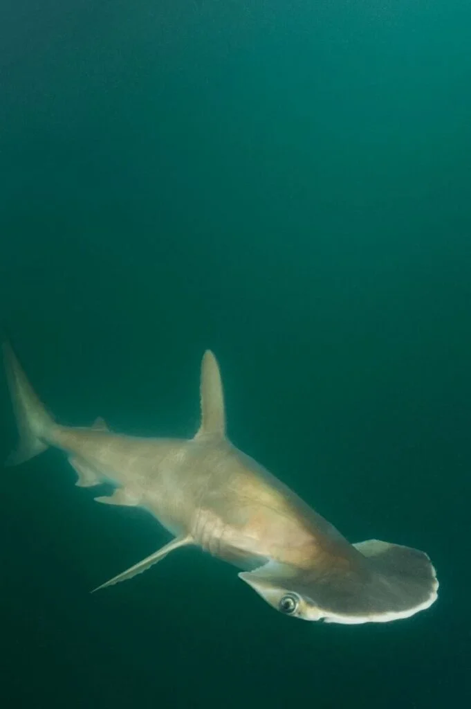 Scoophead Shark: Sphyrna media - Photo by Shark and Rays at Shark and Rays
