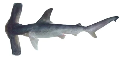 .Winghead Shark (Eusphyra blochii) by wikimedia commons