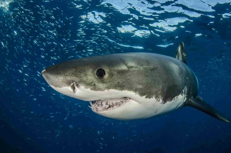 Great white shark (Byron Dilkes / SOSF)