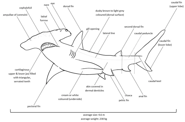 physical characteristics Of Hammerhead sharks  by The Ocean: Explained