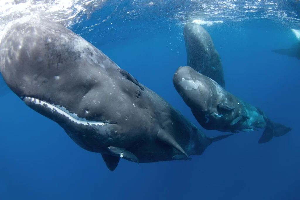sperm whale, physeter macrocephalus, Indian Ocean - Photo by Martin Prochazkacz at Shutter Stock
