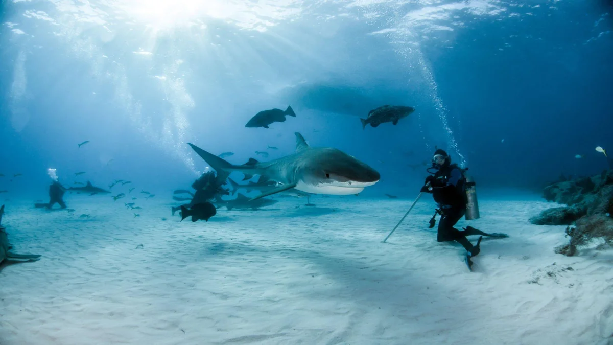 Scuba Diving in the Bahamas (Picture shows a Tiger shark at Tigerbeach, Bahamas) - Photo by Istock at Istock