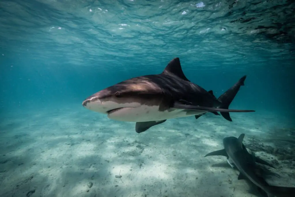 Bull Shark Getting Close Up In The Blue Ocean Of Bimini - Photo by Istock at Istock
