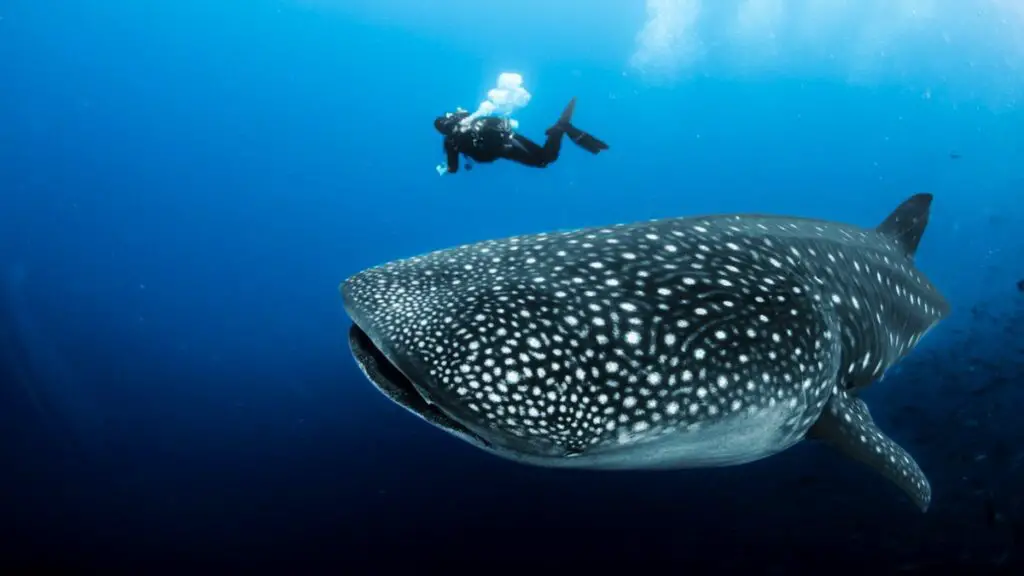 whale shark belize - Photo by Volunteer World at Volunteer World