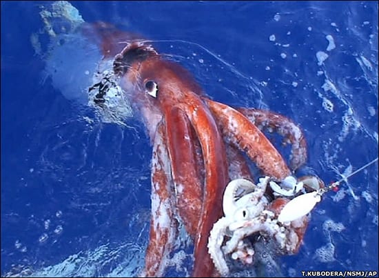 Giant squid  - Photo by Marine Bio at Marine Bio
