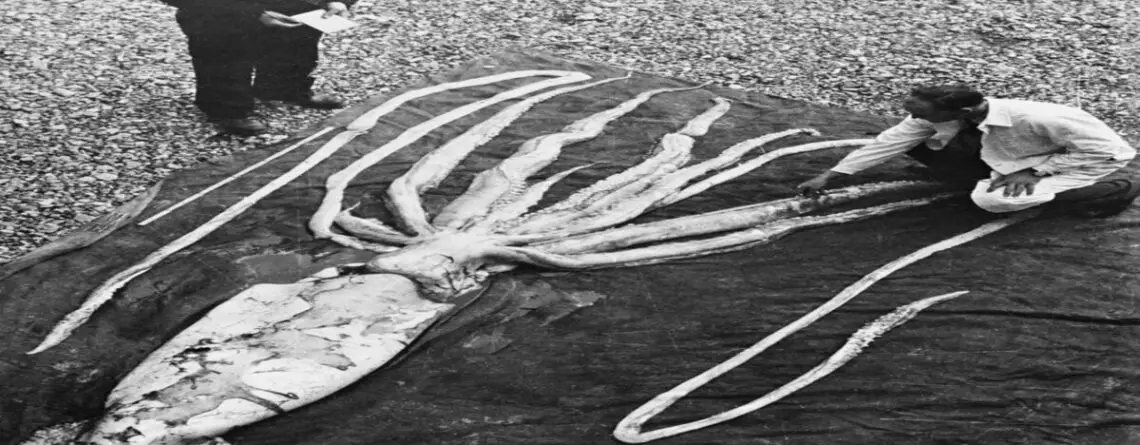 Giant squid by Wikimedia Commans