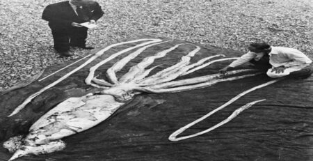 Giant squid by Wikimedia Commans