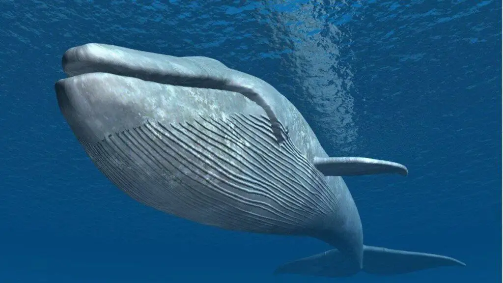 Blue Whale - Photo by AZ Animals at AZ Animals