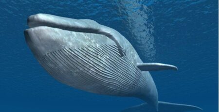 Blue Whale - Photo by AZ Animals at AZ Animals