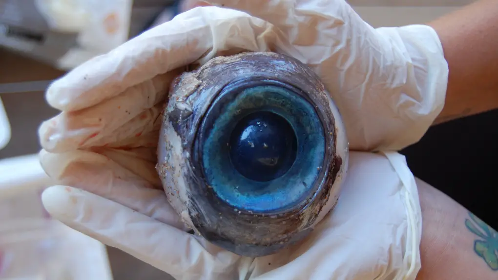 Giant Squid Eye - Photo by CTV News at CTV News
