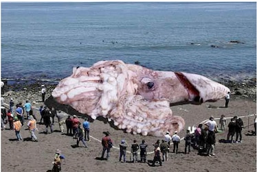 Giant squid supposedly found In California. - Photo by National Geographic at National Geographic
