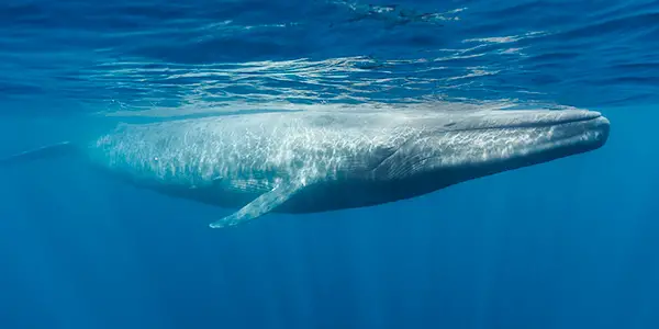 Blue Whale - Photo by The National Wildlife Federation at The National Wildlife Federation
