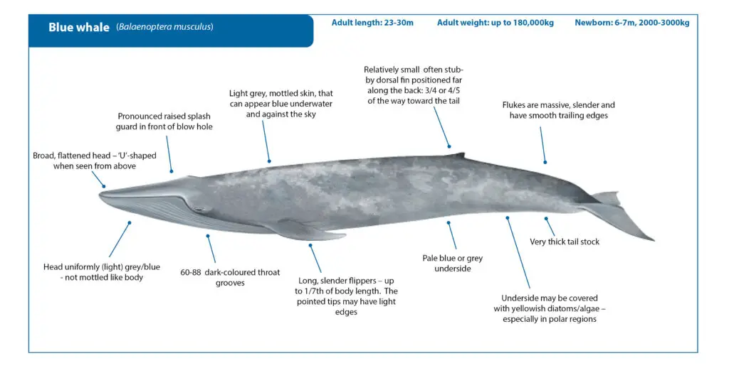Blue Whale - Photo by International Animals Commission at International Animals Commission
