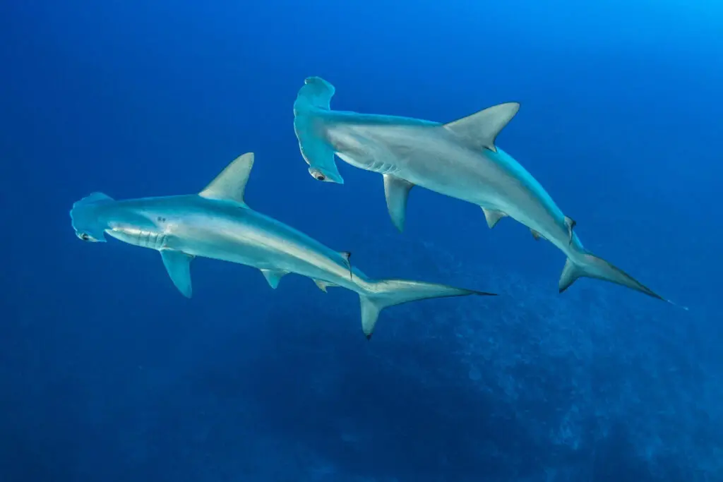 Scalloped Hammerhead Sharks in Redsea - Photo by Istock at Istock
