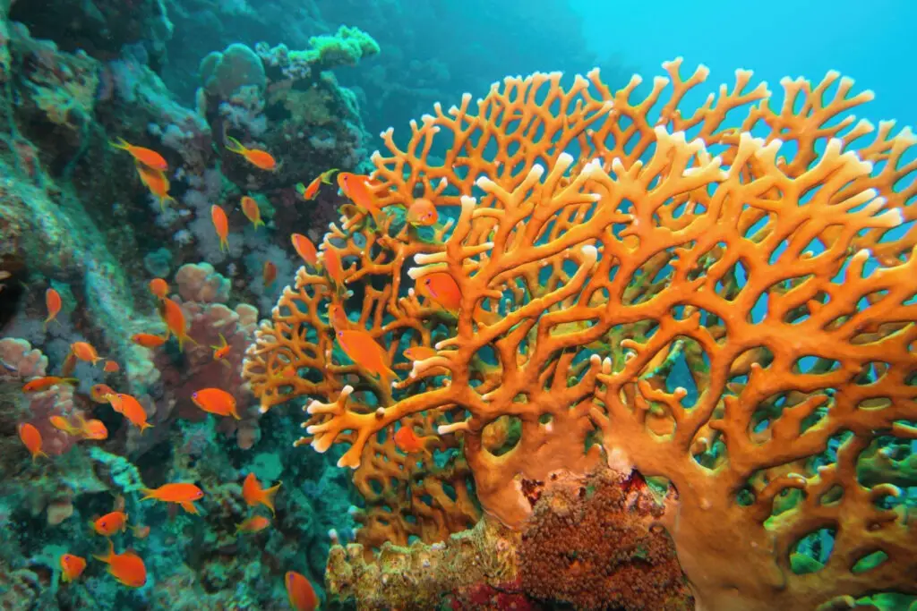 Fire coral - Photo by Istock at Istock
