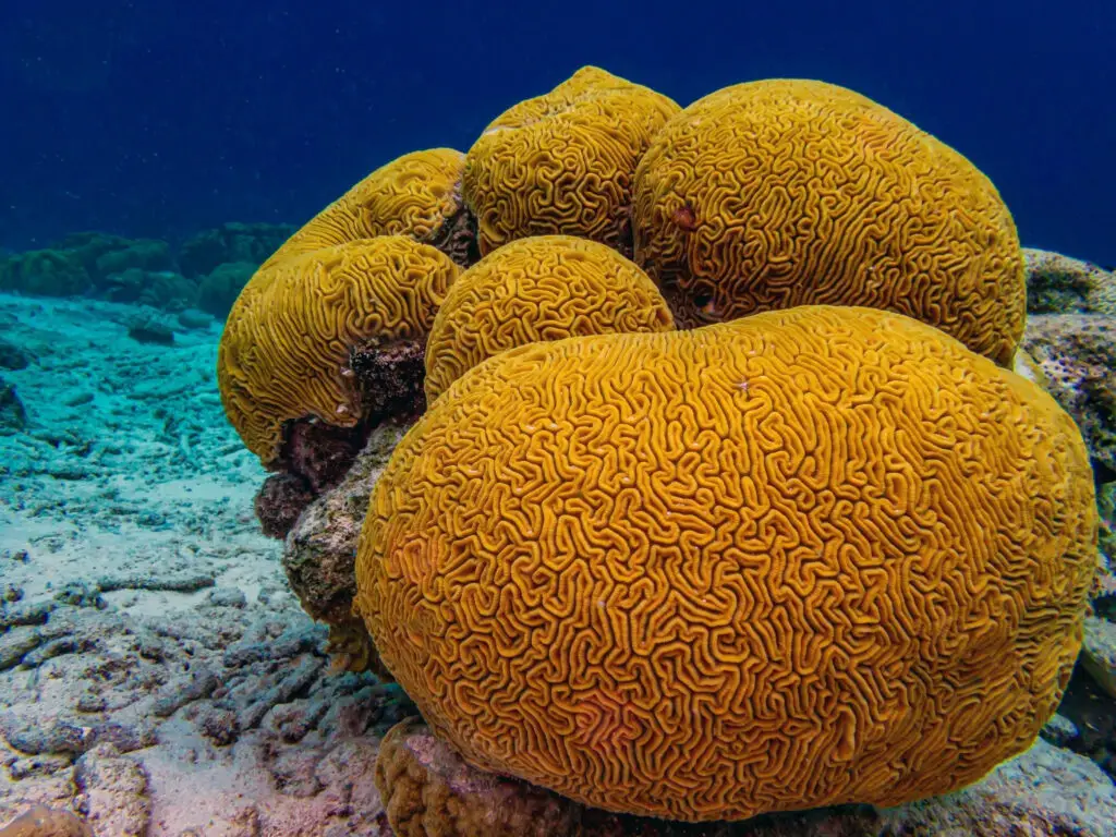 Brain coral - Photo by Istock at Istock
