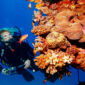 Scuba Diving in Egypt - Photo by Istock at Istock