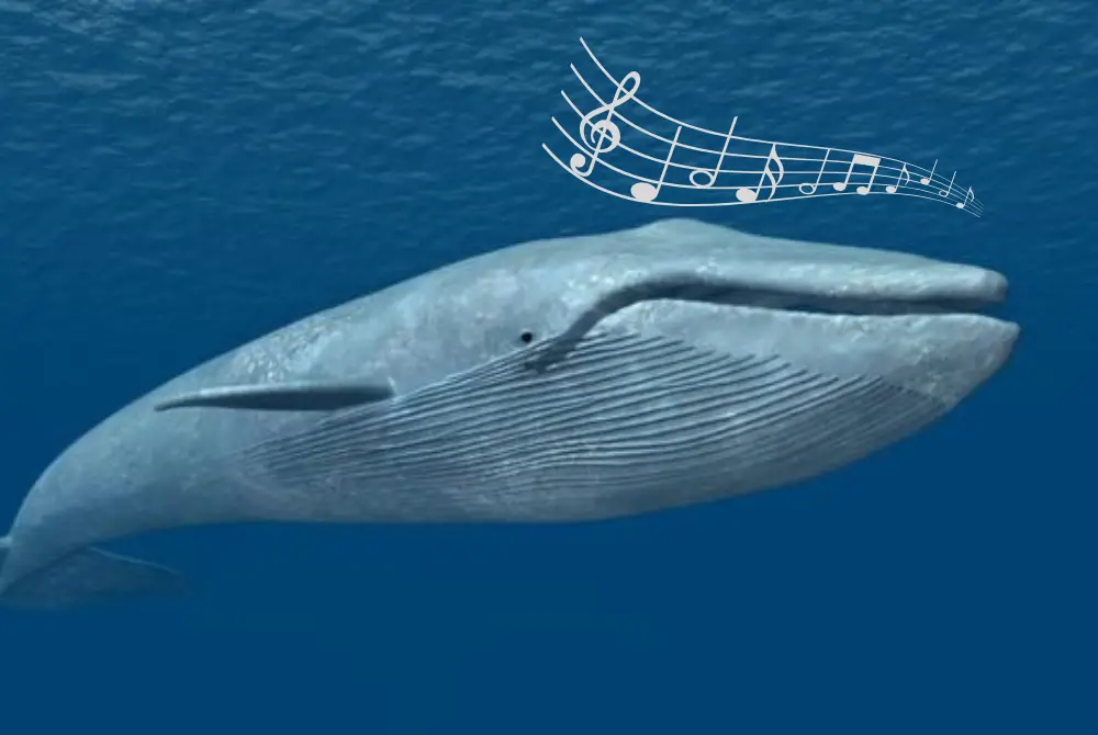 Blue Whale vocal - Photo by Getty Images at Getty Images
