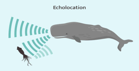 Whale echolocation infographic. Sperm whale using biosonar to locate prey. by istock