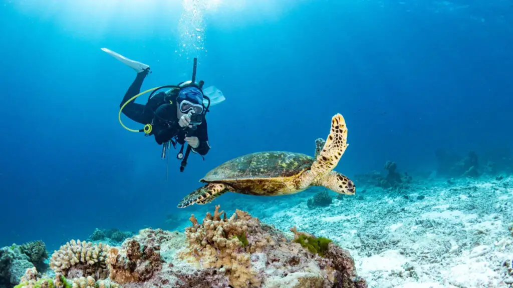  Hawksbill Turtle swimming over coral reef in Thailand sea - Photo by Istock at Istock
