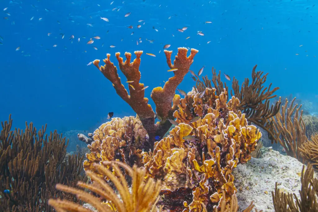 Corals - Photo by Istock at Istock

