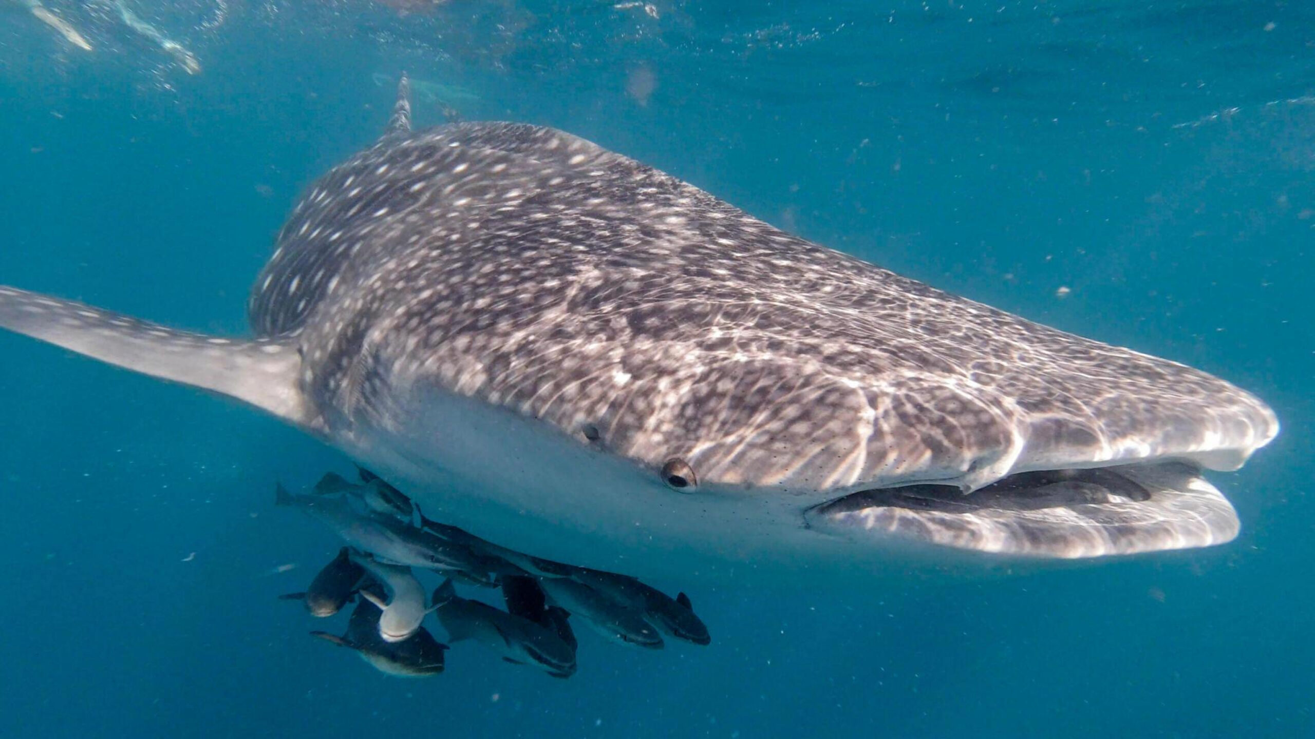  Whale Shark (Rhincodon typus) swimming in the Andaman sea - Photo by Istock at Istock
