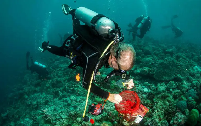 Dr Terry Gosliner searches for new nudibranchs on a recent Maldives expedition – his department described 20 new Halgerda and Pelagella sea slugs in 2023 (© Luiz Rocha / CAS)