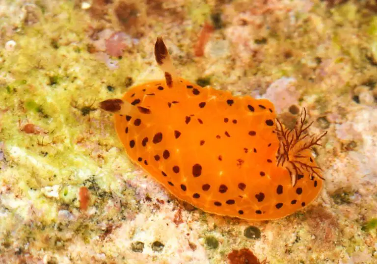 Among 14 new nudibranchs from the Indo-Pacific region was this Halgerda mango (© Terry Gosliner / CAS)