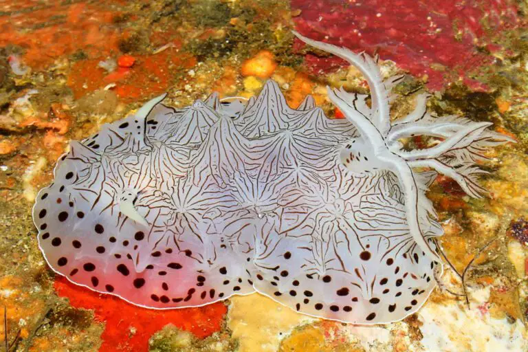 New to science nudibranch: Halgerda scripta (© Terry Gosliner / CAS)