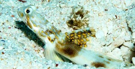 The new Lady Elliott shrimp goby tomiyamichthys_elliotensis (Mark Erdmann / CAS)
