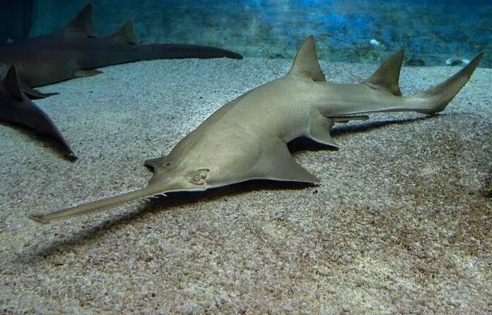 Wounded Sawfish