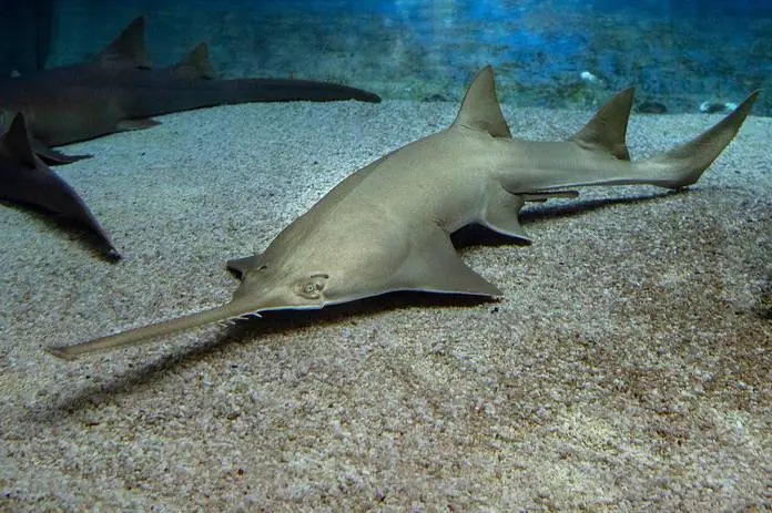 Wounded Sawfish
