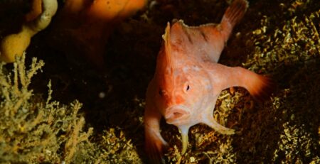A pink handfish looks as surprised as the wreck-divers who spotted it were (James Parkinson)