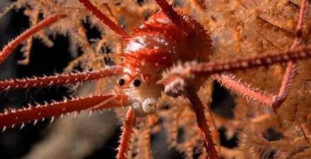A squat lobster spotted in coral at a depth of 669m on one of the seamounts (Photo: ROV SuBastian/Schmidt Ocean Institute)