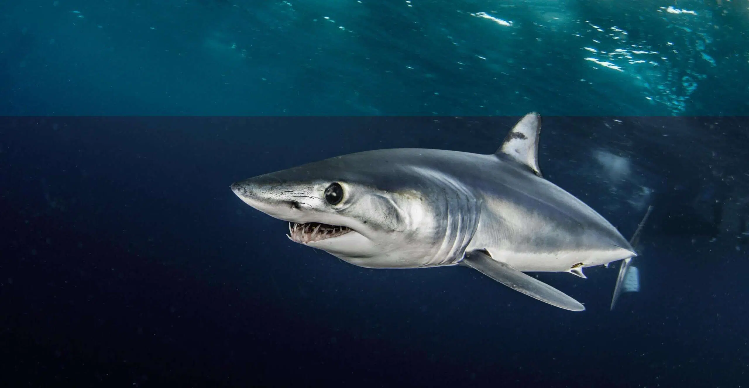 "Mako shark swimming near the surface out in the open ocean. This image was taken on a baited shark dive 50 kms offshore past Western Cape.https://www.gettyimages.com/search/photographer?photographer=Lindsay%20Maiko%20Pflum - Photo by wildestanimal at getty images"