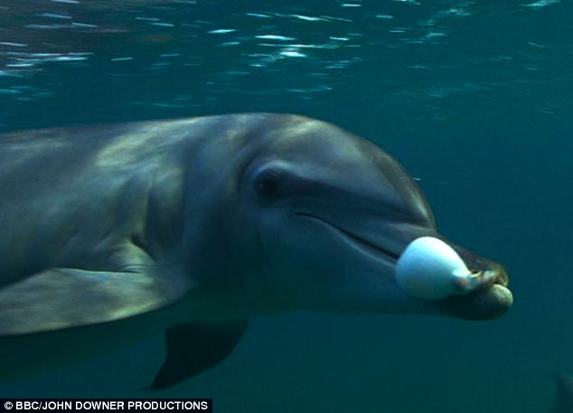 "Dolphin-Pufferfish Interactions - Photo by Mail Online at Mail Online"