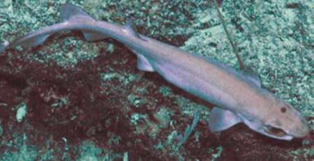 A bristle shark photographed in the deep waters off New Zealand (Photo: William T White et al/Fishes)