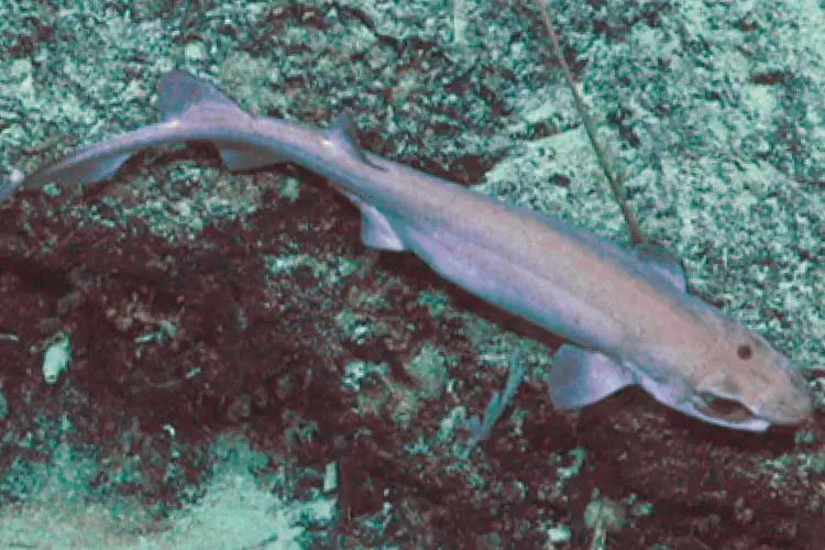 A bristle shark photographed in the deep waters off New Zealand (Photo: William T White et al/Fishes)