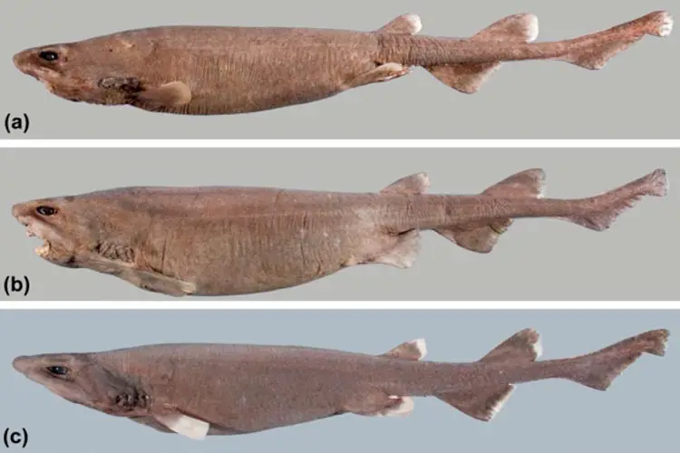 Bristle shark specimens including a pregnant female (b), centre (Photo: William T White et al/Fishes)