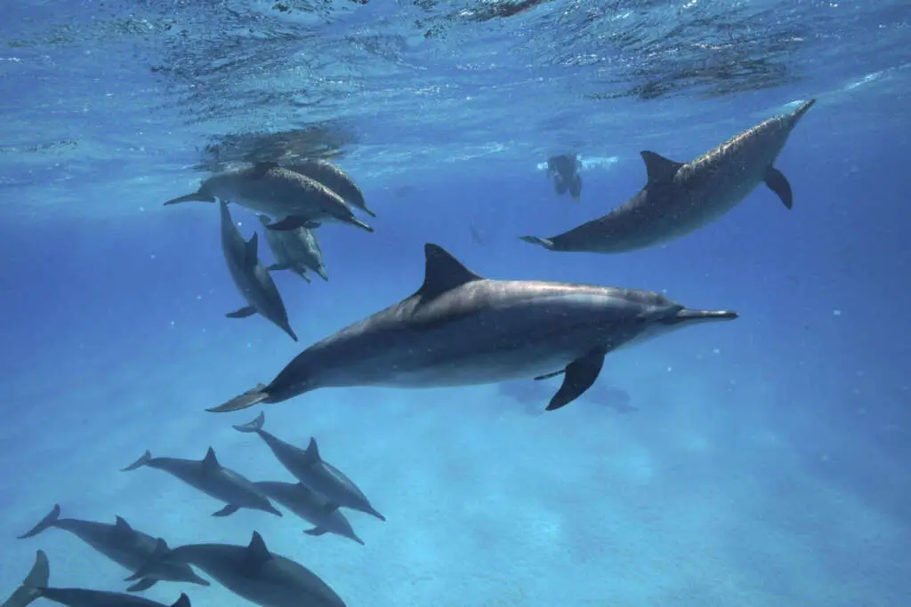 Dolphins in the Red Sea - Photo by Rolf von Riedmattenat Getty images