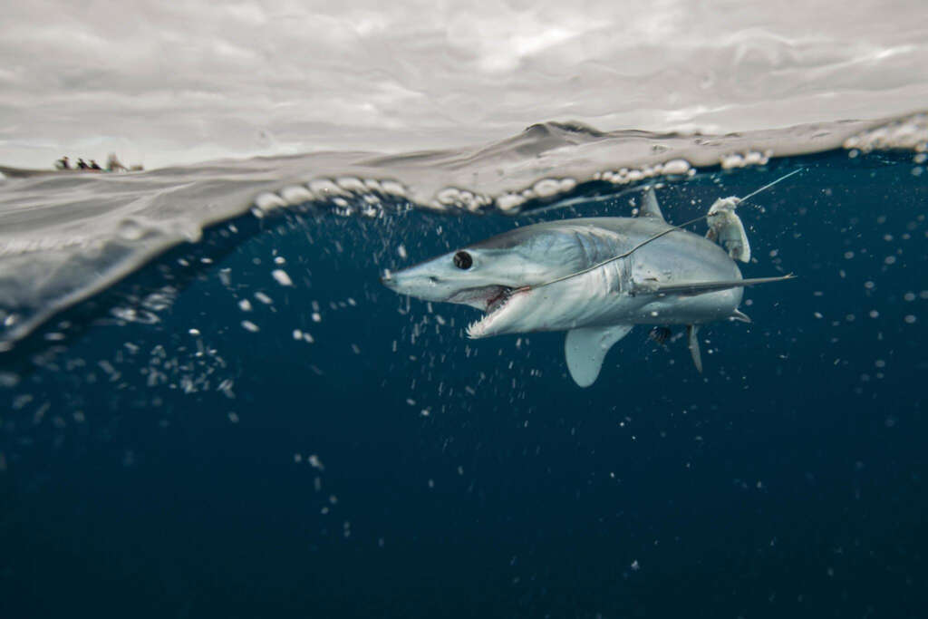 Underwater view of young mako shark - Photo by Rodrigo Friscione at Getty images