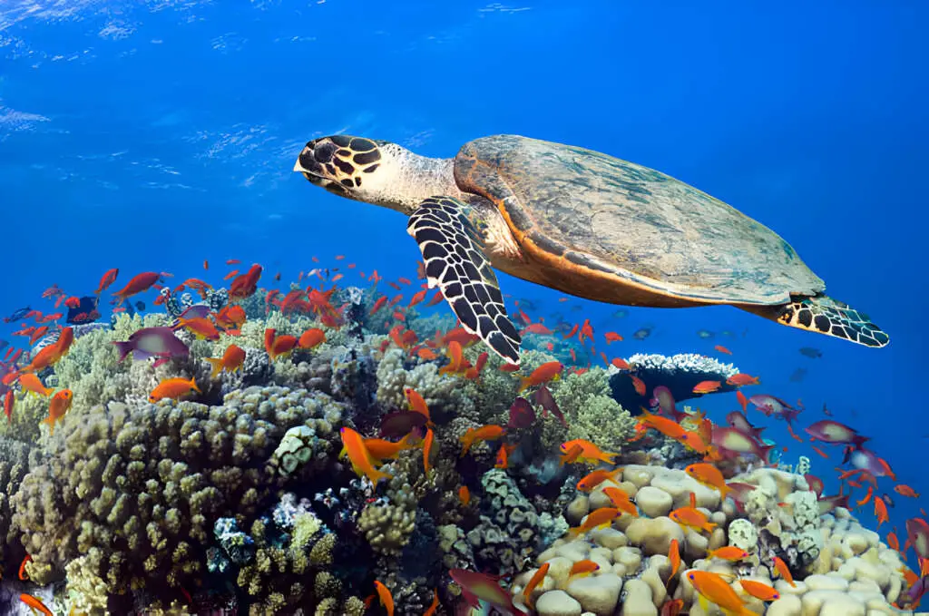 Hawksbill turtle in the Red Sea - Photo by Georgette Douwma Getty images