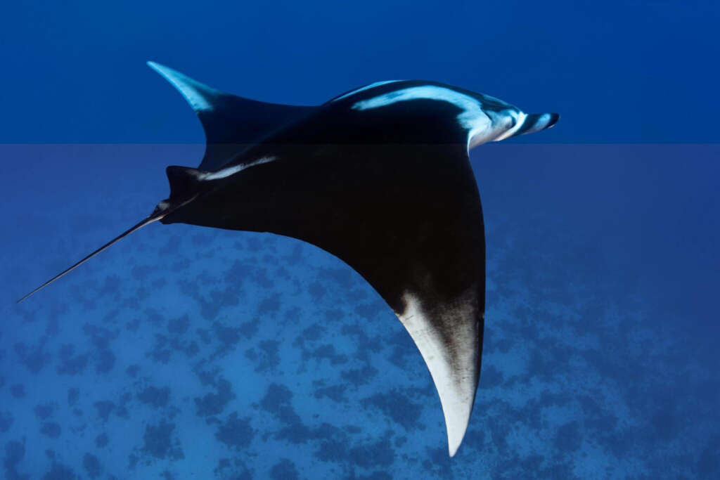 Reef manta ray (Mobula alfredi), Red Sea,- Photo by Norbert Probst Getty images