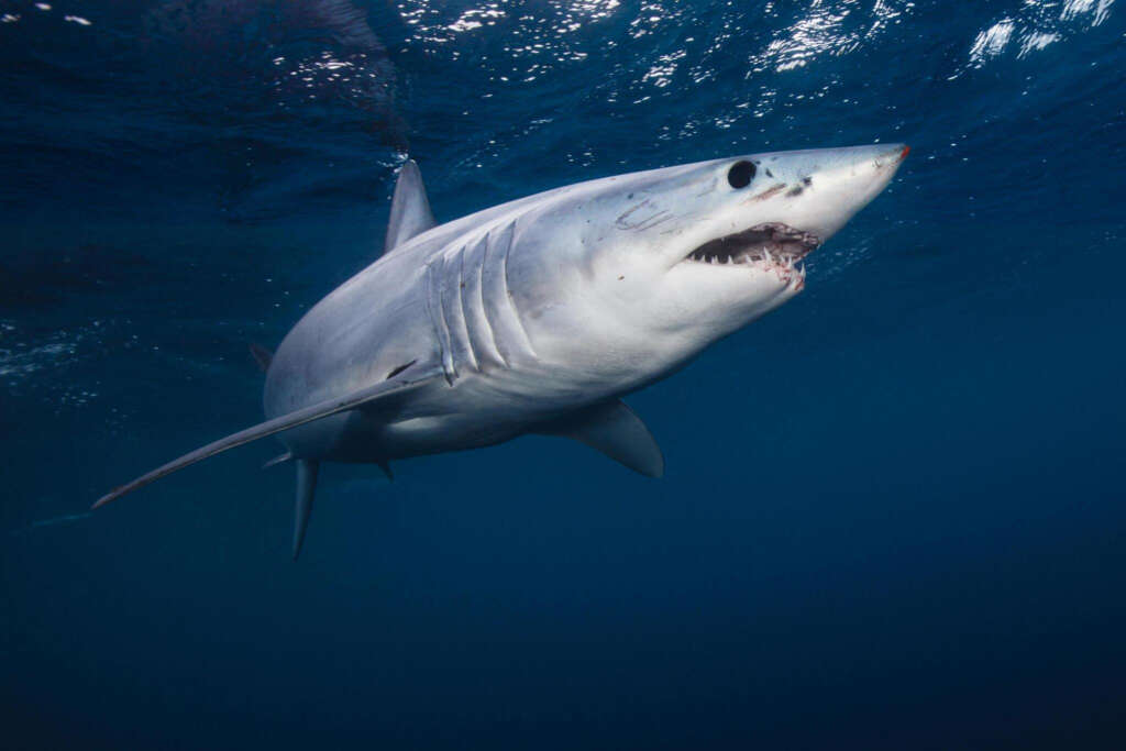 Mako Shark - Photo by Richard Robinson at Getty images