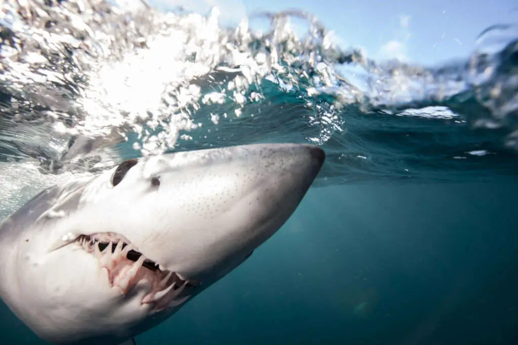 Underwater close up view of shortfin mako shark- Photo by Richard Robinson at Getty images